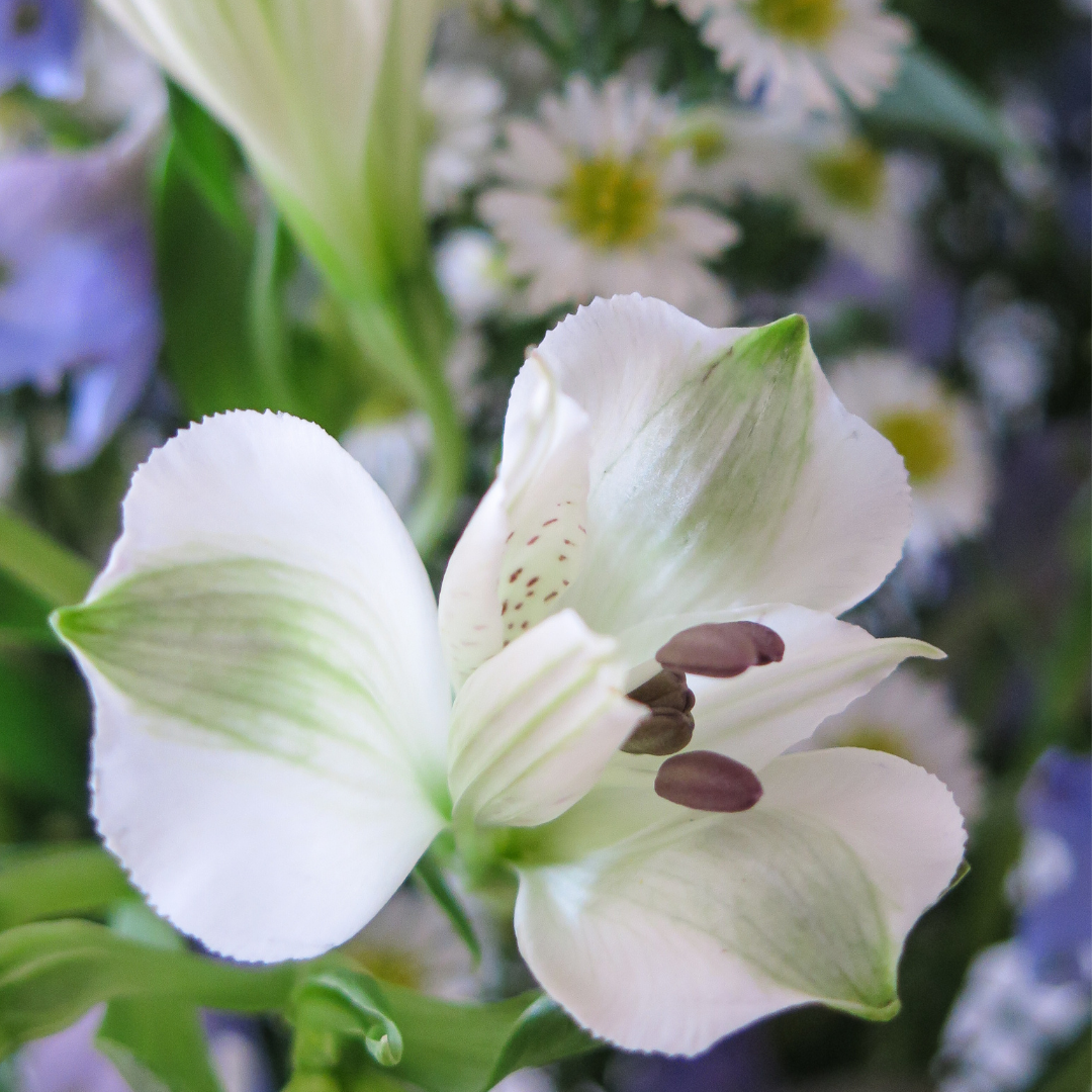 Forever Young Julep Flower Delivery Johannesburg