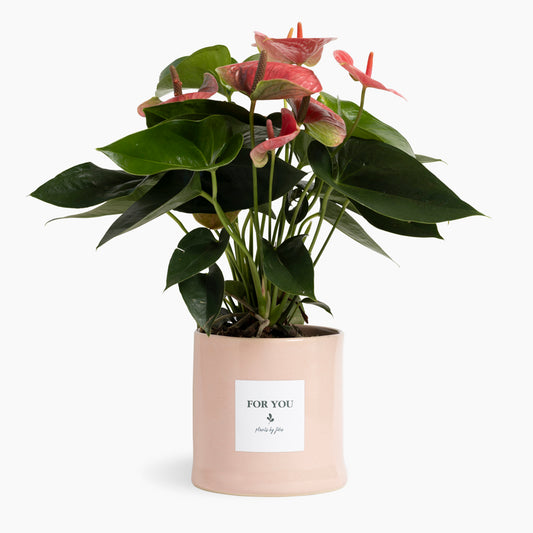 Coral Anthurium