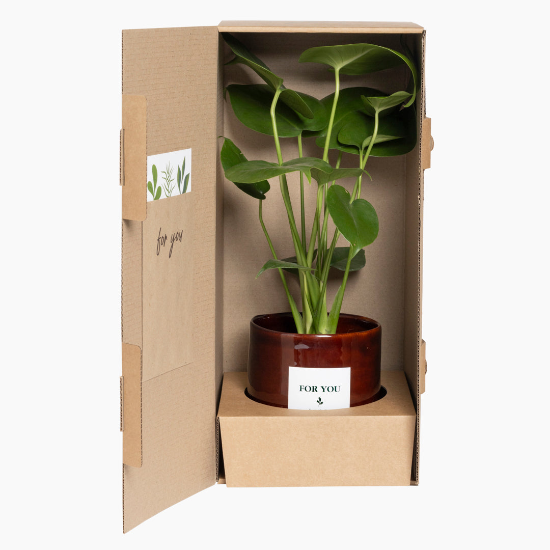 Heartleaf Monstera