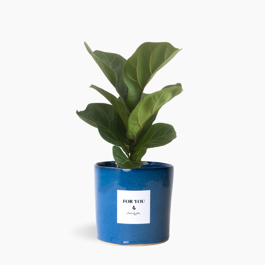 Little Fiddle Leaf