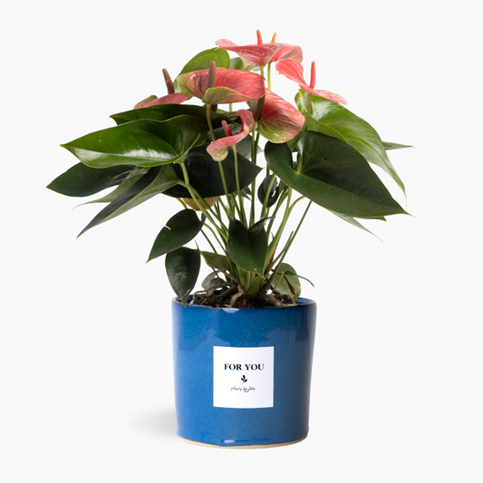 Coral Anthurium