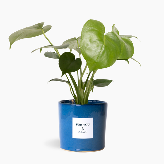Heartleaf Monstera
