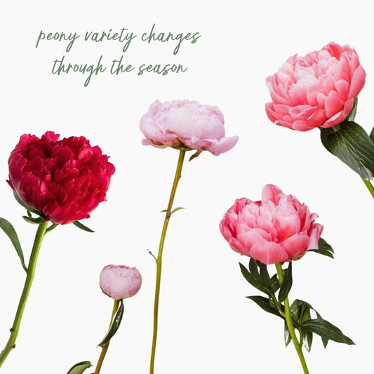 Seasonal Edit - Peony Edition