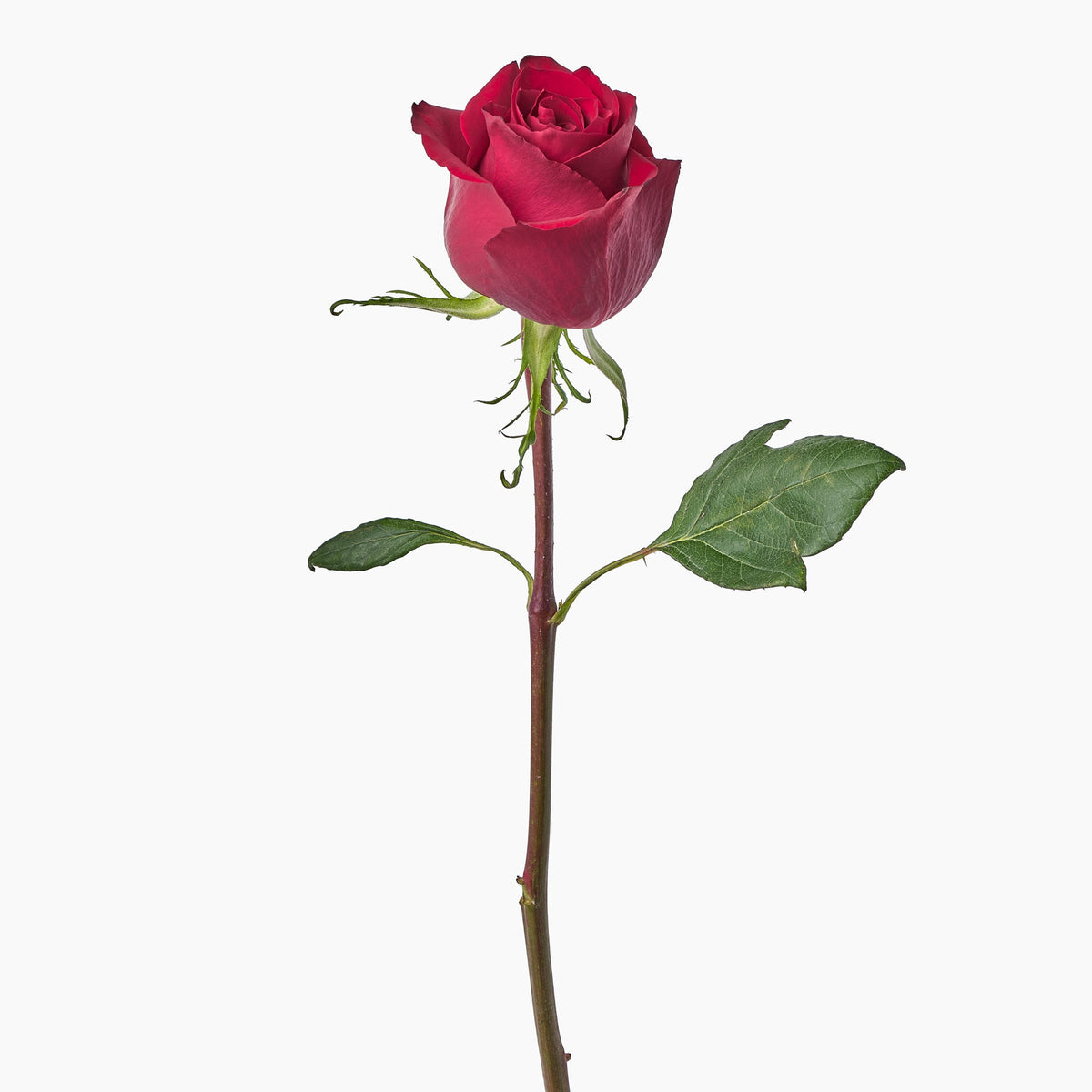 Rose様6枚 RedRose_8346fb9d-035e-4934-