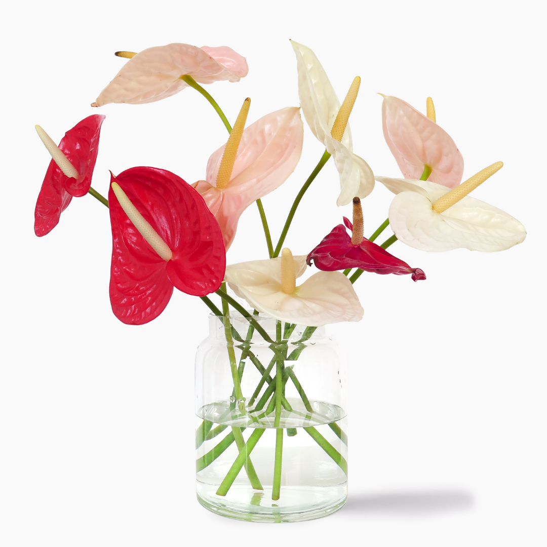 Shape Of You Flower delivery Johannesburg, Pretoria and Cape Town Julep