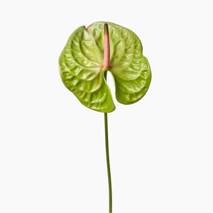 Open image in slideshow, Green Anthuriums
