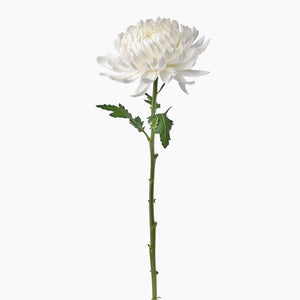 Open image in slideshow, White Chrysanthemums
