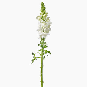 Open image in slideshow, White Snapdragons
