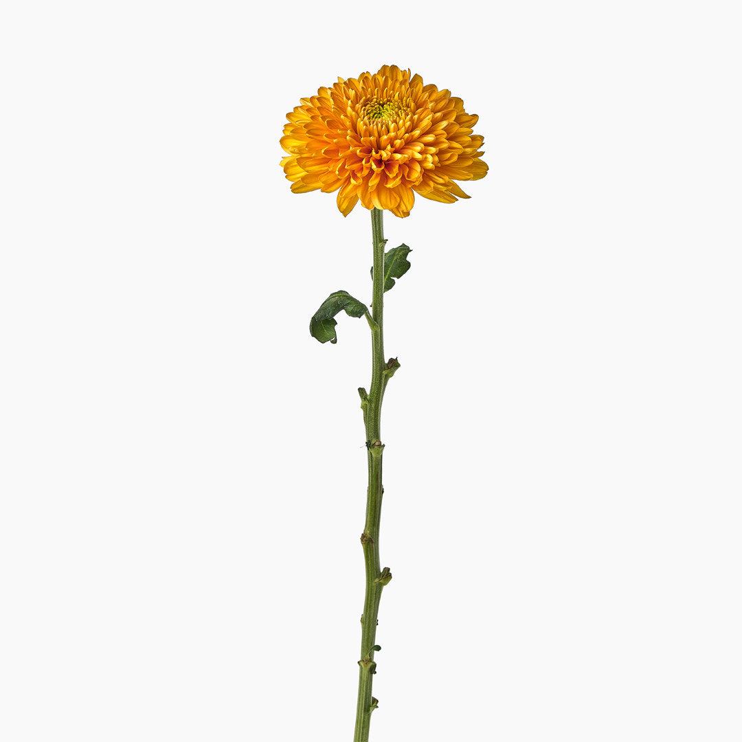 Spring Playlist - Everyone is golden