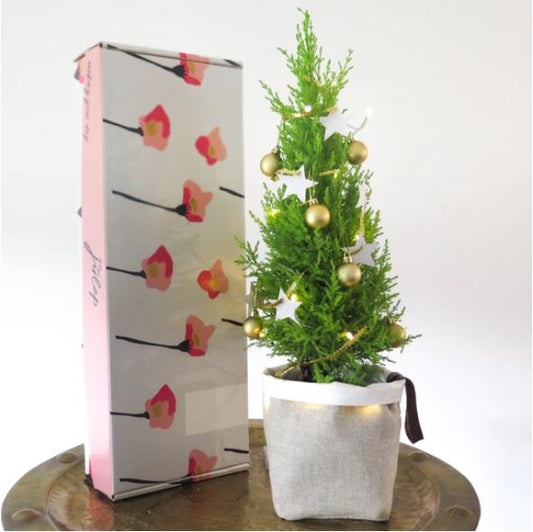 A few minutes with Julep's Christmas Tree, The First Noël