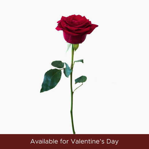 Red Roses | 20 stems - ♡