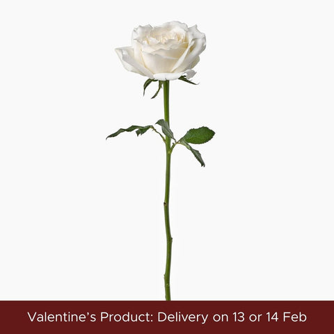 White Roses | 20 stems - ♡