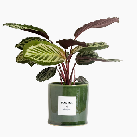 Watercolour Calathea