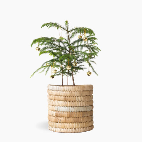 Little Christmas Tree - Basket