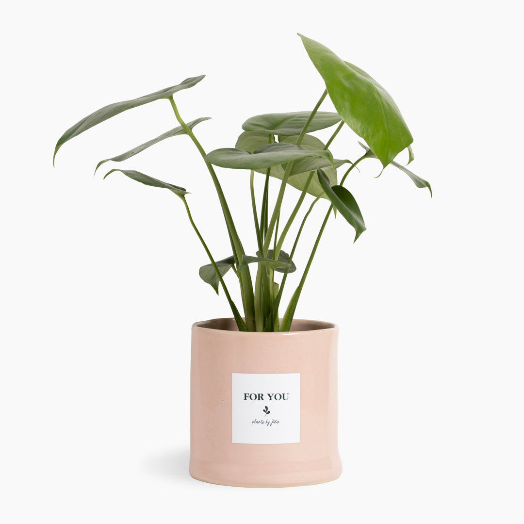 Heartleaf Monstera