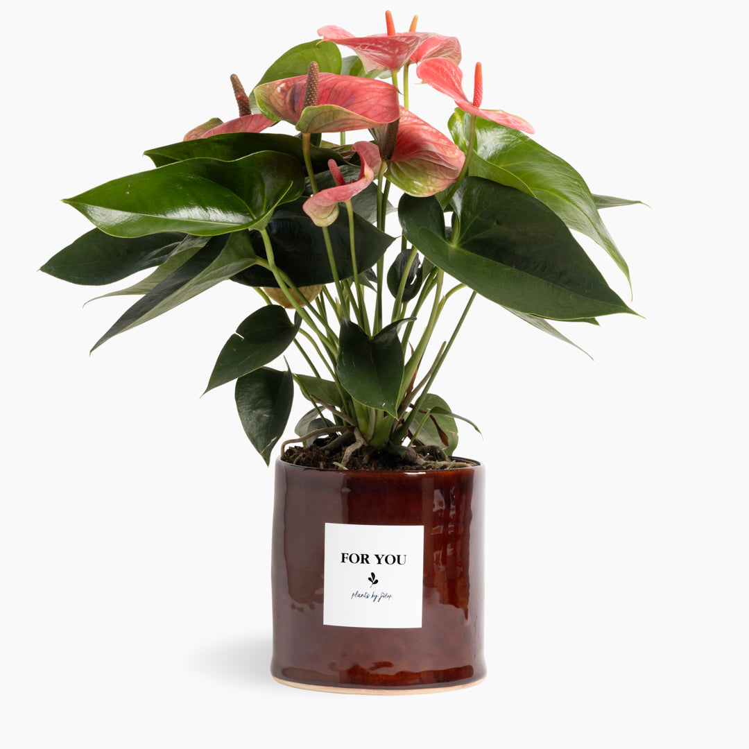 Coral Anthurium