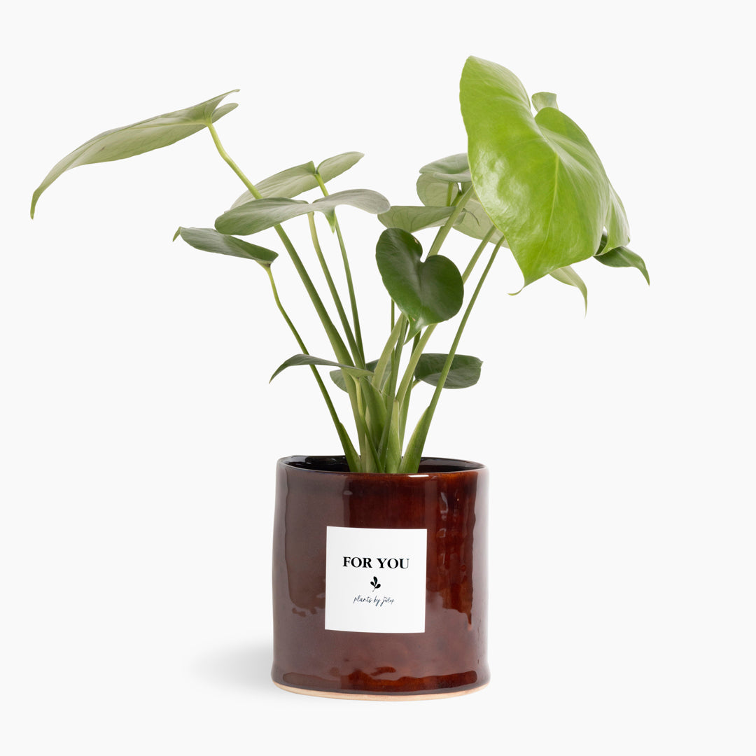 Heartleaf Monstera