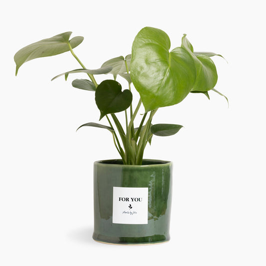 Heartleaf Monstera