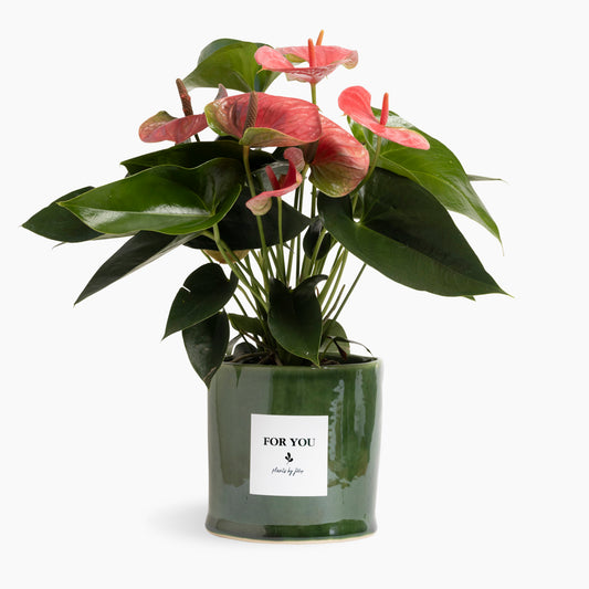 Coral Anthurium