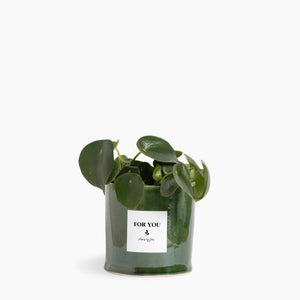 Open image in slideshow, Raindrop Peperomia
