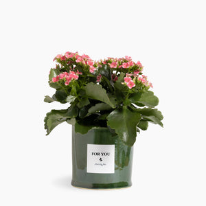 Open image in slideshow, Blushing Kalanchoe
