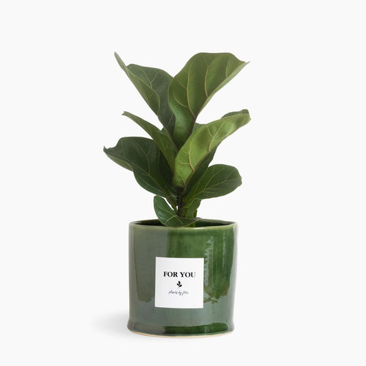 Little Fiddle Leaf