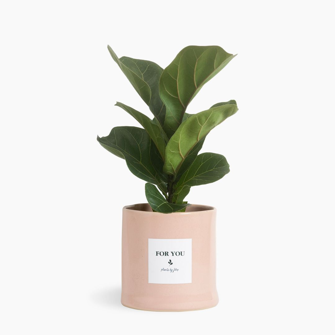 Little Fiddle Leaf
