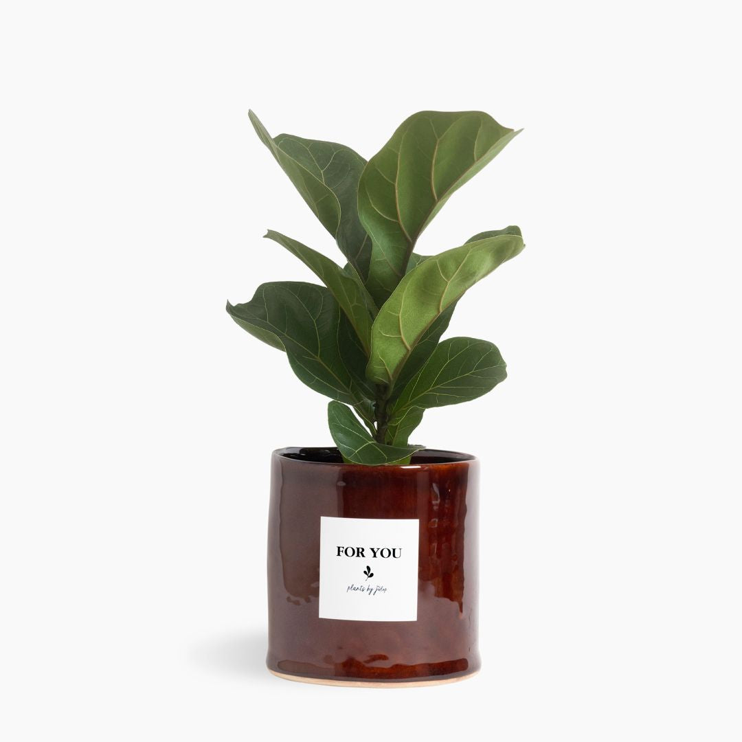Little Fiddle Leaf