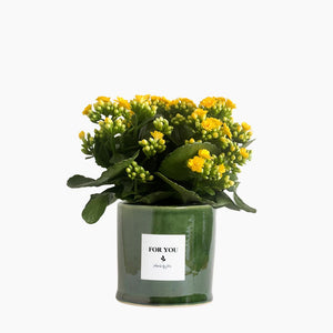Open image in slideshow, Blushing Kalanchoe
