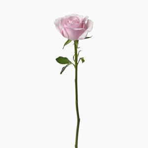 Open image in slideshow, 20 Pink Roses
