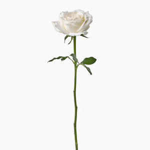 Open image in slideshow, 20 White Roses
