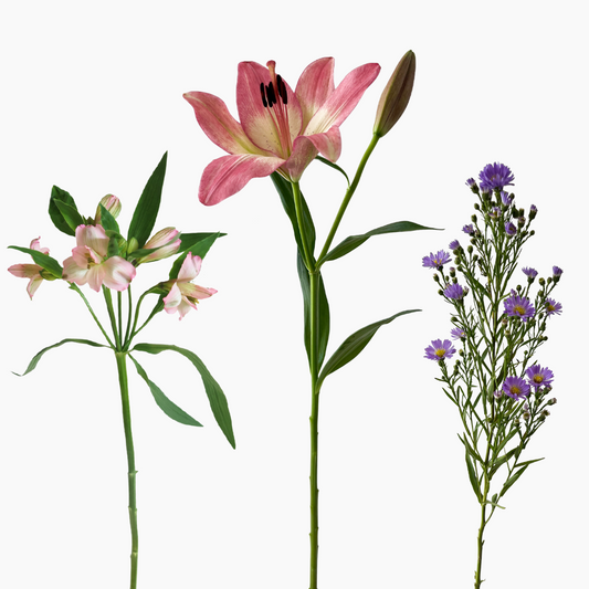 A selection of flowers including pink asiatic lilies, pink inca lilies, and michaelmas daisies arranged against a white background.
