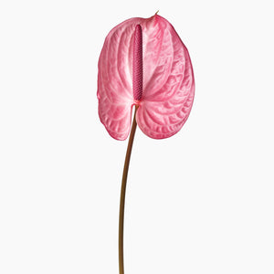 Open image in slideshow, Pink Anthuriums

