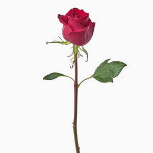 Open image in slideshow, Red Roses
