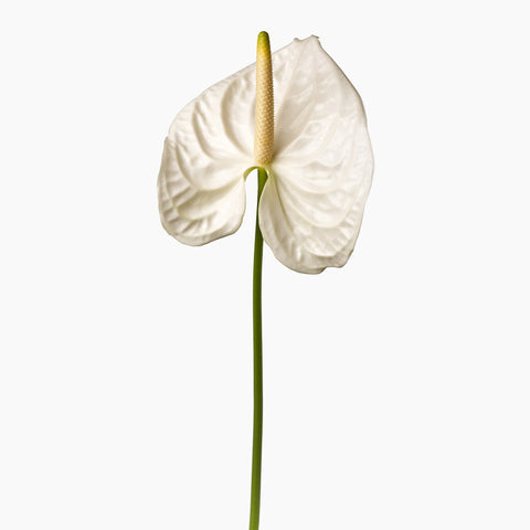 White Anthuriums