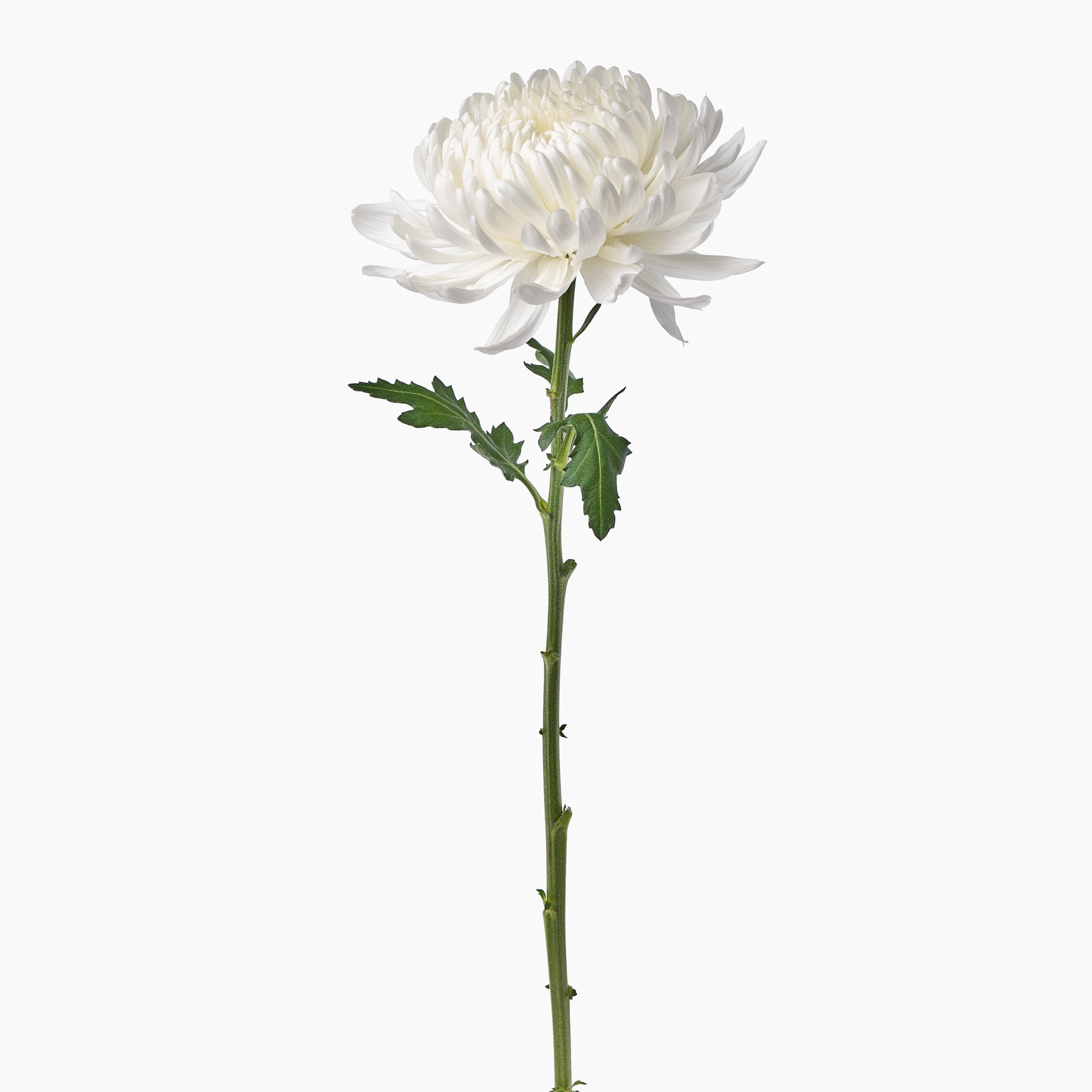 White Chrysanthemums  Flower delivery Johannesburg – Julep