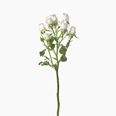 White Cluster Roses